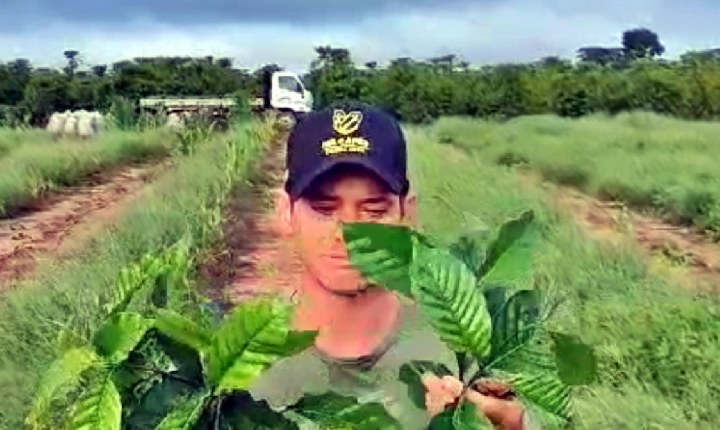 A história de superação da família Hel após ataque a lavoura de café em Novo Horizonte, RO