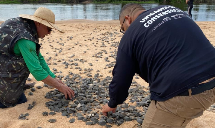 Ação realizada pelo governo de RO promove soltura de mais de 177 mil filhotes de tartarugas, no Parque Estadual Corumbiara