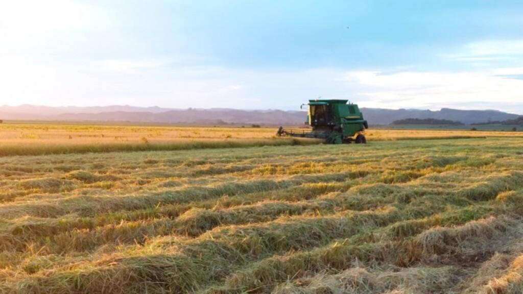 Arroz: 89,54% da área plantada na safra 2022/2023 ja foi colhida