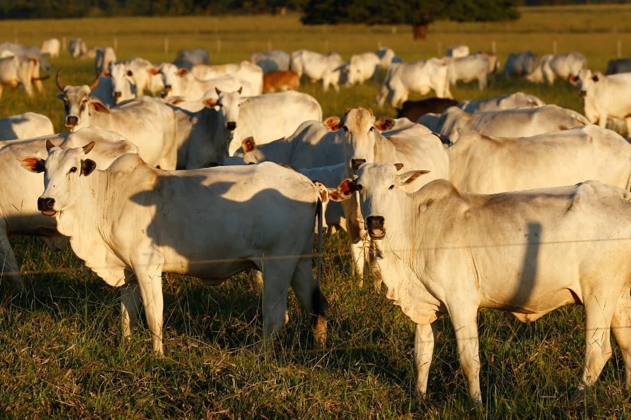 Brasil deve exportar 3 milhões de toneladas de carne bovina