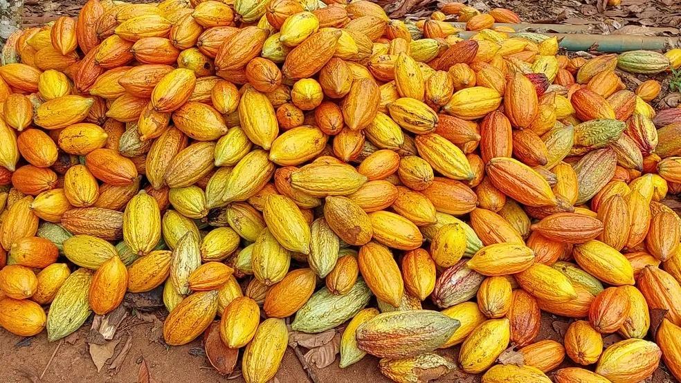 Colheita de cacau tem início em Rondônia