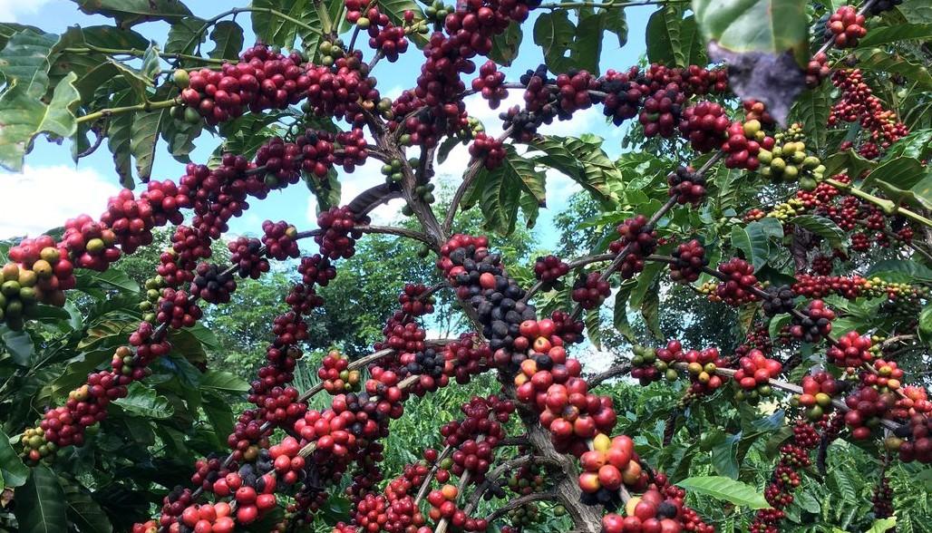 Conab prevê aumento de 7,5% na colheita de café em relação a 2022