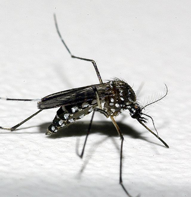 Dengue já matou seis pessoas em Rondônia este ano; casos de zika também crescem