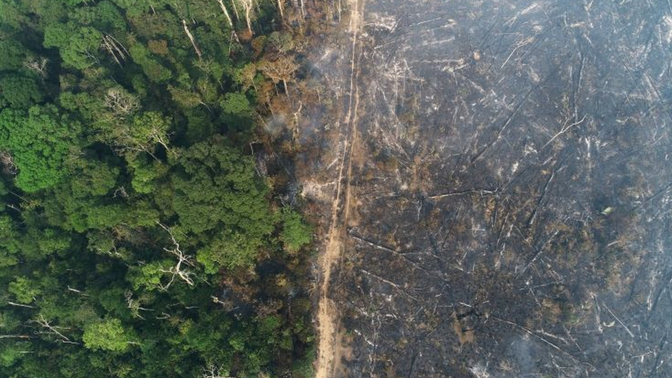 Desmatamento aumenta em Rondônia em 2022 e estado fica entre os sete piores do país, aponta MapBiomas