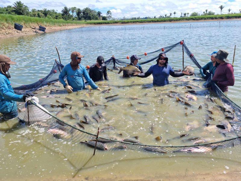 Peixes produzidos em ambientes controlados têm manejo profissional, controle rigoroso da qualidade da água e alimentação saudável