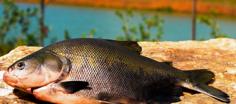 Consumo de pescado cresce 65% no Brasil desde 2004