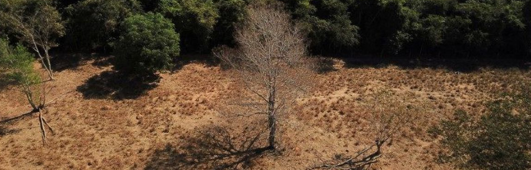 Brasil perde 15% de florestas naturais em quase 40 anos, diz MapBiomas