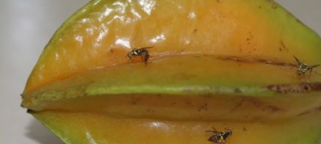 Mosca-da-carambola leva quatro estados da Amazônia à emergência fitossanitária