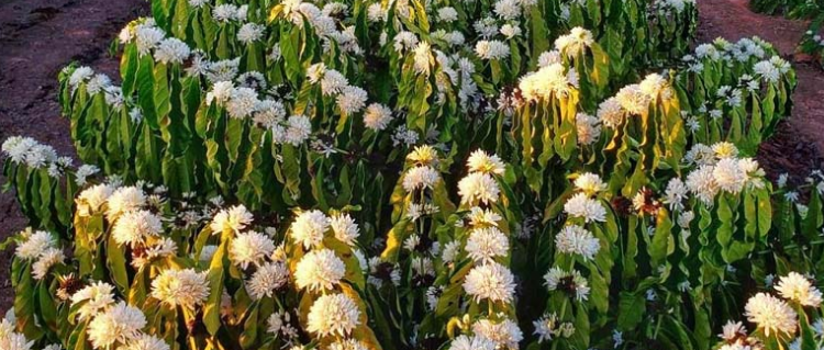 Agricultura familiar também sente efeitos da seca que afeta a produtividade