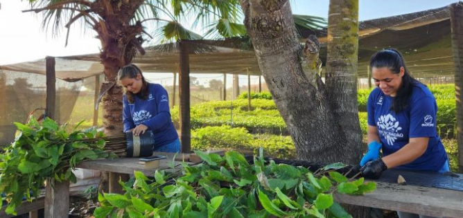 Projeto Viveiro Cidadão inicia a distribuição de 36 mil mudas para áreas de restauração em Rondônia