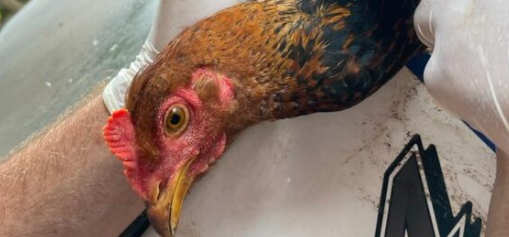 Vigilância contra influenza aviária é realizada com ações focadas em aves de subsistência
