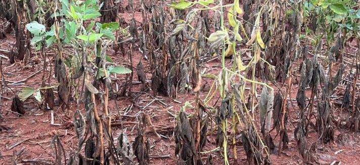 27 municípios em MT decretam situação de emergência por falta de chuvas