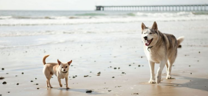 Cachorros grandes vivem menos? Novo estudo traz respostas