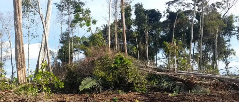 Área desmatada superior a 70 campos de futebol é embargada em operação após o carnaval em Rondônia