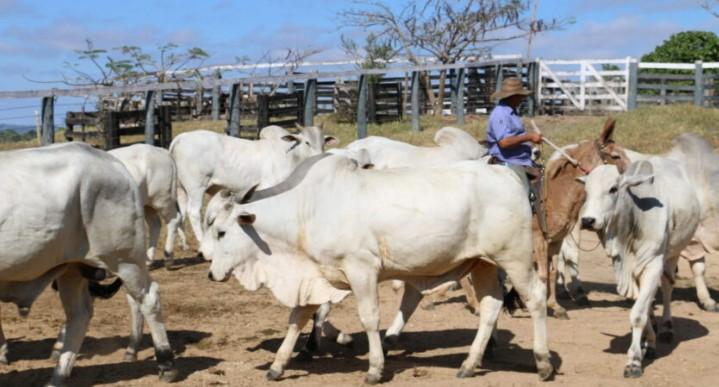 Ações para prevenção e controle da raiva são intensificadas para fortalecimento da defesa sanitária animal