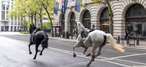 Cavalos fogem do palácio do rei da Inglaterra e saem correndo pelas ruas