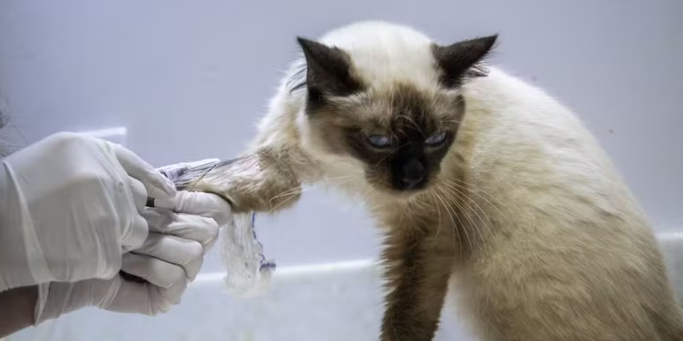 Clínica veterinária pública é anunciada em Porto Velho; veja quem pode buscar atendimento