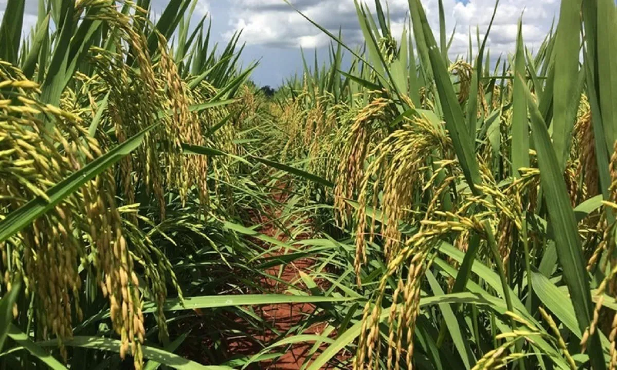 Importação de arroz pode desestimular plantio da próxima safra, avalia setor