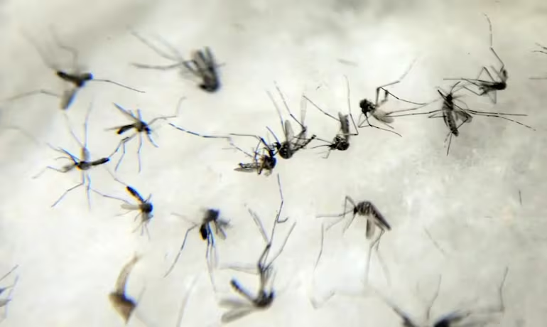 Brasil teve média de um milhão de casos prováveis de dengue por mês