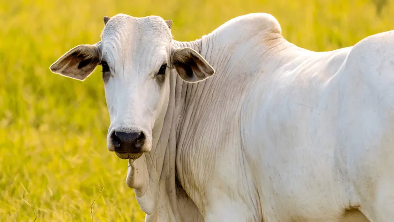 Equador anuncia importação de gorduras de aves e ruminantes do Brasil