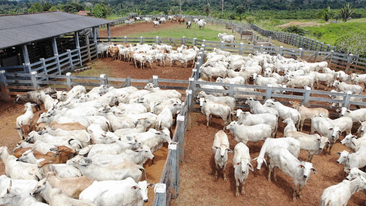 Teste epidemiológico para avaliar prevalência da Brucelose e Tuberculose bovina inicia dia 1º de agosto, em Rondônia