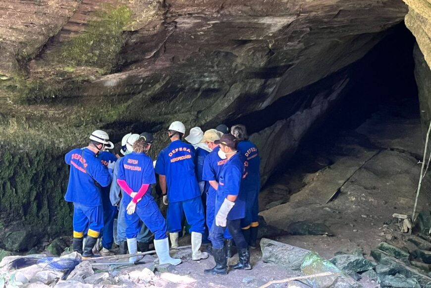 Treinamento de controle de morcego transmissor da raiva é realizado em Colorado do Oeste